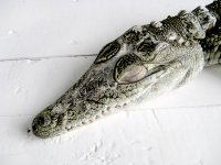 Проведення розтину крокодила студентами 4 курсу ФВМ