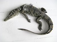 Проведення розтину крокодила студентами 4 курсу ФВМ